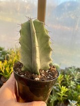 Cactus Gray Ghost Organ Pipe Stenocereus Pruinosus 3.5 Pot Live Plant Ga... - $26.00