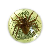 Real Spider Half Dome Glows In Dark Genuine INSECT Desktop Paperweight Lucite - £11.42 GBP
