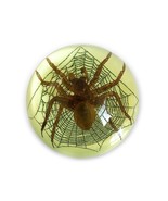 Real Spider Half Dome Glows In Dark Genuine INSECT Desktop Paperweight L... - $272.64 MXN