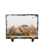 GIRAFFES #8000 on 6 x 8 SUBLISLATE - $14.80