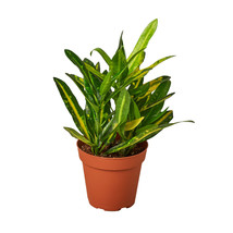 4&quot; Pot - Croton &#39;Sunny Star&#39; - House Plant - living room - Gardening - FREE SHIP - £33.66 GBP