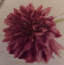 ArfanJaya Cornflower Double Ball Mauve Flower Seeds - £6.57 GBP