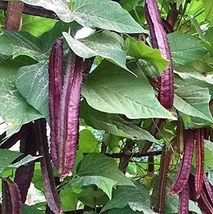 10 Red Winged Bean, Goa Bean, Princess Bean, Psophocarpus tetragonolobus Seed - £3.93 GBP