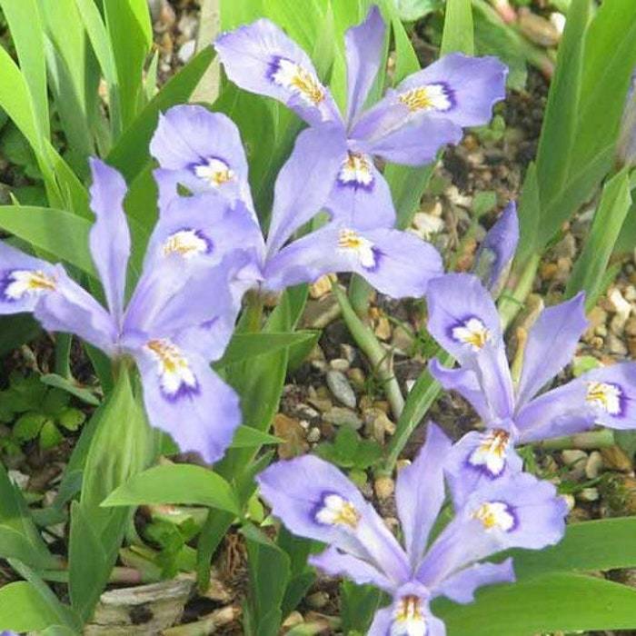 3 Dwarf Crested Iris Plants Iris Cristata Bare Root Wildflower Native Or... - $13.48