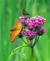 SGHOST 100 Pink Swamp Milkweed Seeds Asclepias Incarnata Monarch Butterfly Food  - $8.26