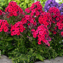 100 Red Riding Hood Phlox Seeds Fresh Seeds USA - £7.87 GBP