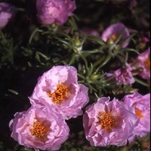 Fresh Seeds Pink Moss Rose Seed Pink Portulaca Ground Cover Seeds 10000 Seeds - $19.98