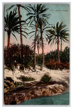 dans l&#39;Oasis Tunisia  UNP DB Postcard Q25 - $3.91