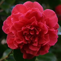Quart Pot Kramers Supreme Red Camellia Japonica - Live Plant - £35.94 GBP