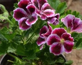 30 Geranium Seeds Pelargonium Seeds Hw96205-12 Garden - £9.33 GBP