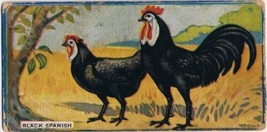 Cowan Co Toronto Card Black Spanish Chicken Series - £7.78 GBP