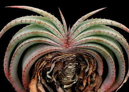 Aloe suprafoliata exotic cacti xeriscaping succulent rare cactus seed 10 SEEDS - £7.02 GBP