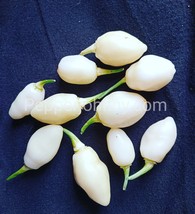 Habanero White Snow 10+ seeds, mini habanero pepper seeds - $2.65