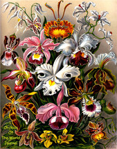 Orchids of the World Journal 8x10 Journal/Notebook 200 Ruled Pages Ernst... - $11.97