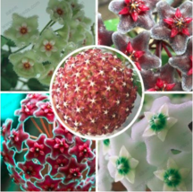 Hoya Seeds Potted Flower Seed Variety Complete Hoya Carnosa Seeds 100 Particles  - $9.90