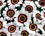 Beautiful Painted Daisy Seeds 100 Seeds Fast Shipping - $7.99