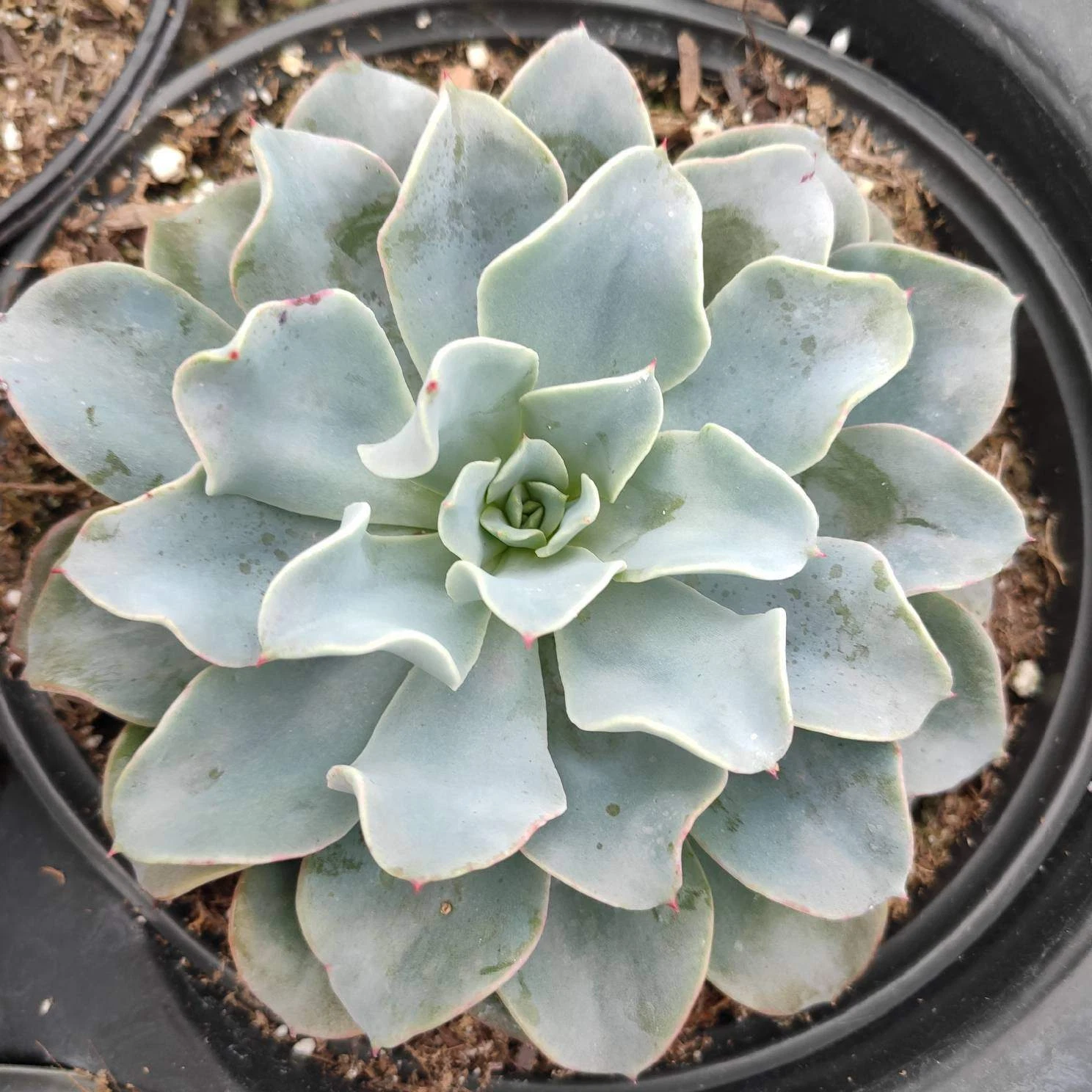 Echeveria &#39;Galaxy Blue&#39; Succulent Plant - $23.65