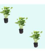 Pennywort Brazilian (Hydrocotyle Leucocephala) Aquarium Plants (3 Pack P... - $35.10