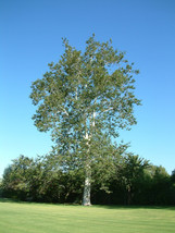 American Sycamore seedling 18-24 inches tall - $39.95