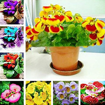 Worldwide Shipping 100Pcs Calceolaria Uniflora Bonsai Flowers Seeds Darwin S Sli - £9.21 GBP