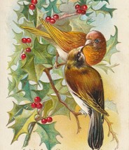 Brown Birds On a Branch of Holly Antique Christmas Postcard - £4.50 GBP