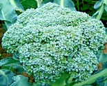 300 Seeds Green Sprouting Broccoli Seeds Organic Heirloom Cool Season Ve... - £7.20 GBP