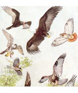 Birds Of Prey Bald Eagle Hawks 1936 Bird Art Lithograph Color Plate Prin... - $39.99