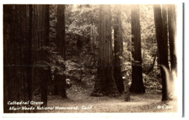 Zan-253 Cathedral Group Muir Woods National Monument California RPPC Postcard - £20.33 GBP