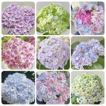 Vanilla Strawberry Flowers Flowers Plant Flowers-Chicory Seeds - $10.00