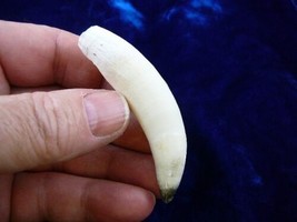 (G376-165) 3-1/4&quot; GATOR Alligator Aligator Tooth TEETH for craft jewelry loose - $75.72