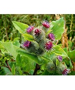 50 Burdock Seeds - Arctium lappa - Gobo Thorny Burr TCM Root Herb Planti... - £6.22 GBP