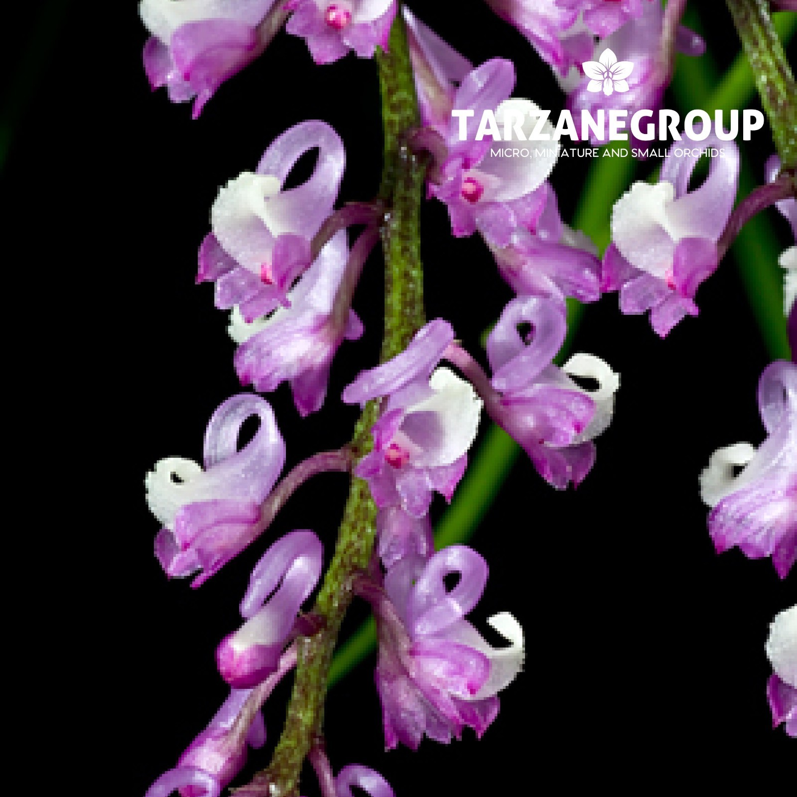 SCHOENORCHIS JUNCIFOLIA PENDANT SMALL ORCHID MOUNTED - $43.00