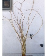 20pc Curly Willow Branches 21/2- 4 Ft Length Fresh cut same day, Seasonal - £15.68 GBP