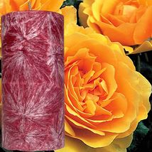Amber Rose Premium Scented Palm Wax Pillar Candle - £19.93 GBP+