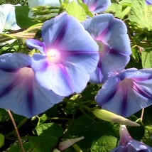 US Seller 10 Morning Glory Flowering Vine Seeds Assorted Colors Blue Purple Red  - $13.60