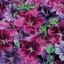 20 Mystic Merlin Seeds Mix Malva Flower Perennial - £14.40 GBP