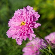 Cosmos bipinnatus &#39;Double Click Rose Bonbon’, 100 SEEDS D - $16.35