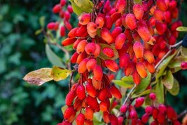 Fresh 10 Barberry Tree Seeds - Berberis Vulgaris Ship From Usa - $17.96