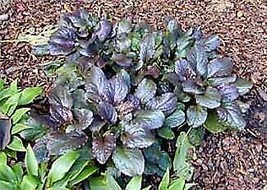 Fresh Carpet Bugleweed 50 Seeds Ajuga Repens US Seller - £14.74 GBP