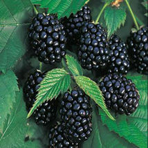 Giant Thornless Blackberry Fruit Vegetable 100 pc Seeds Home Garden Plant - £7.43 GBP