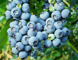 Blueberry Fruit Bush (Vaccinium Corymbosum 50 Seeds Fresh Gardening USA SELLER - £9.17 GBP