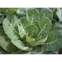 Collard Vates Vegetable Seeds #ZJK18 - £11.20 GBP+