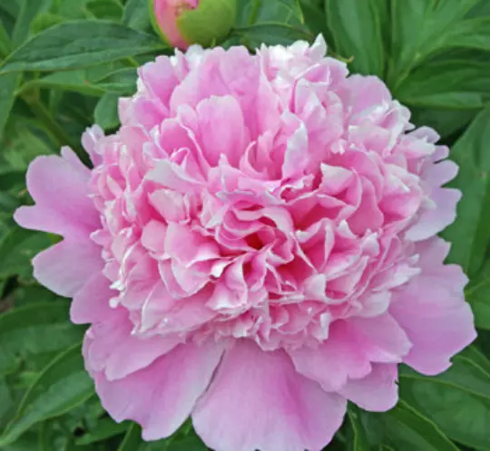 1 Sarah Bernhardt Double Peony Live Perennial Pink Flower Root Bulb Plant - $36.75