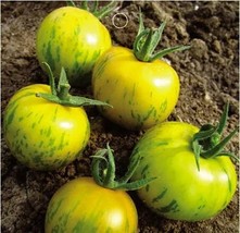 20 Yellow Tomato with Green Stripe Vegetable Seeds for Garden - $10.00