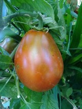 Bedouin Tomato - very early chocolate pear tomato - $4.95