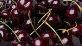 Garden Store 10 Kordia Cherry Seeds FROM USA Fast Shipping - $7.00