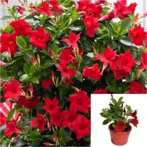 SEPTH Mandevilla Red 4.5inches Dipladenia Vine Plant Flower Outdoor Live Plant H - $11.99