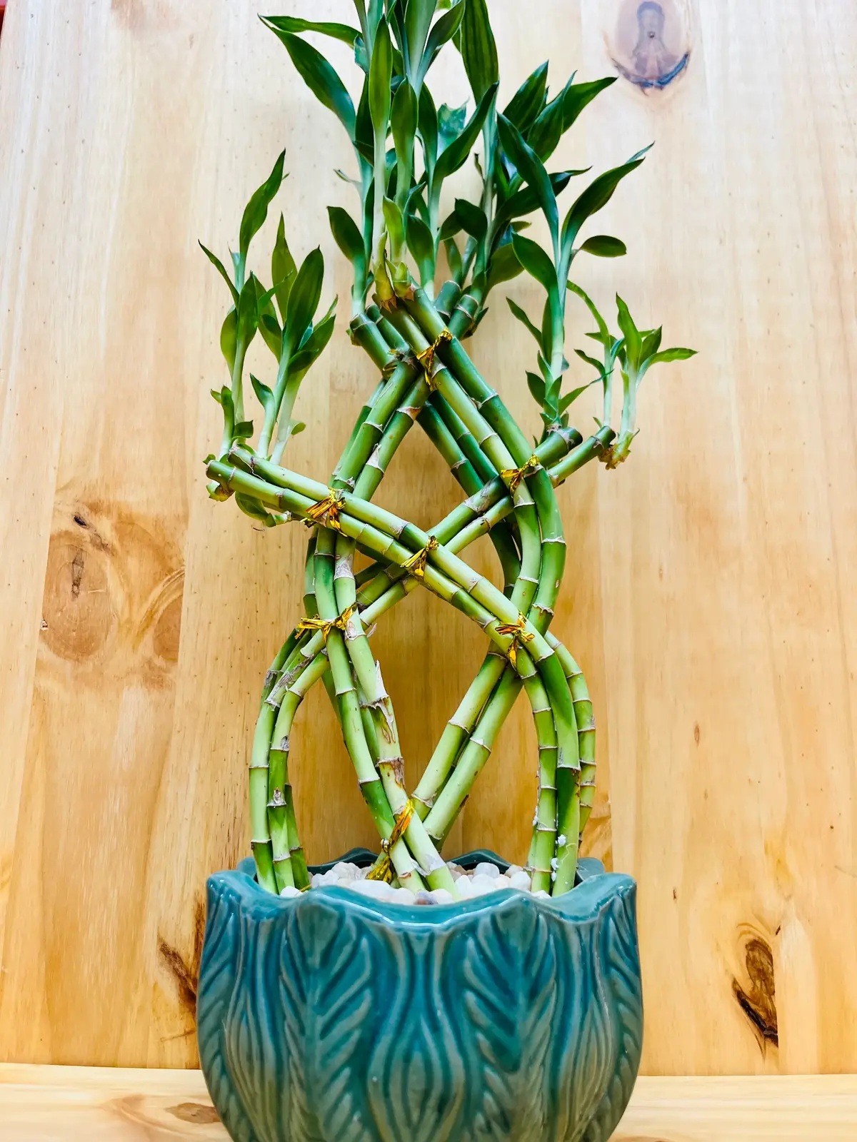 Braided Lucky Bamboo in Ceramic - £40.18 GBP