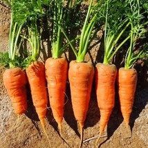 Frees Shipping Red Core Chantenay Carrot Seeds Organic USA Seller - £9.19 GBP