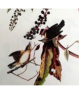 Worm Eating Warbler 1950 Lithograph Art Print Audubon Bird 1st Edition D... - $552.13 MXN